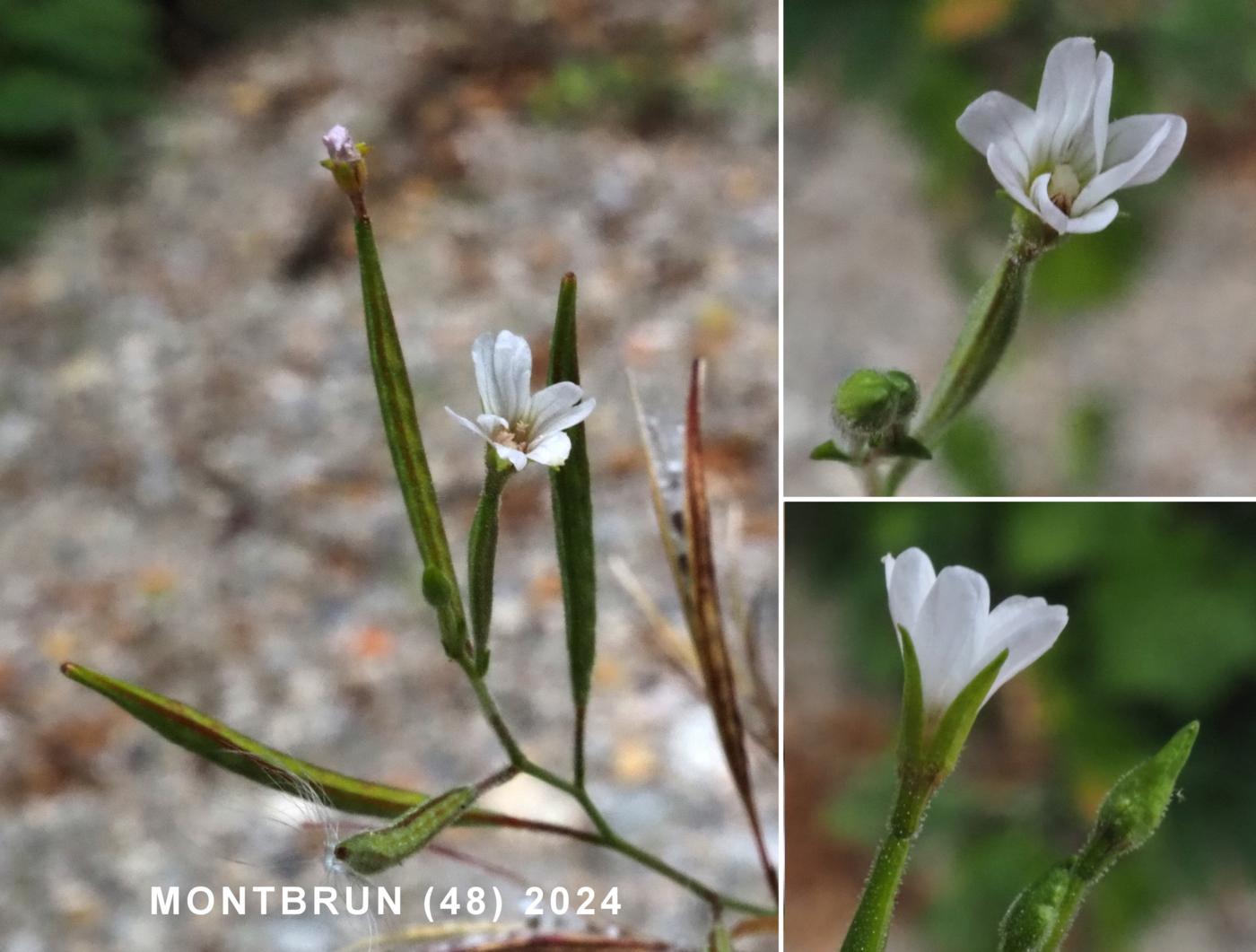 Wllow-herb, Autumn flower